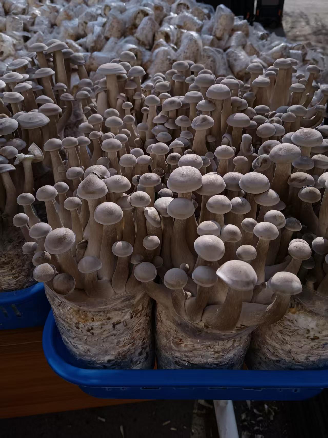 鹿茸菇出菇均匀,柄粗盖圆,长势整齐