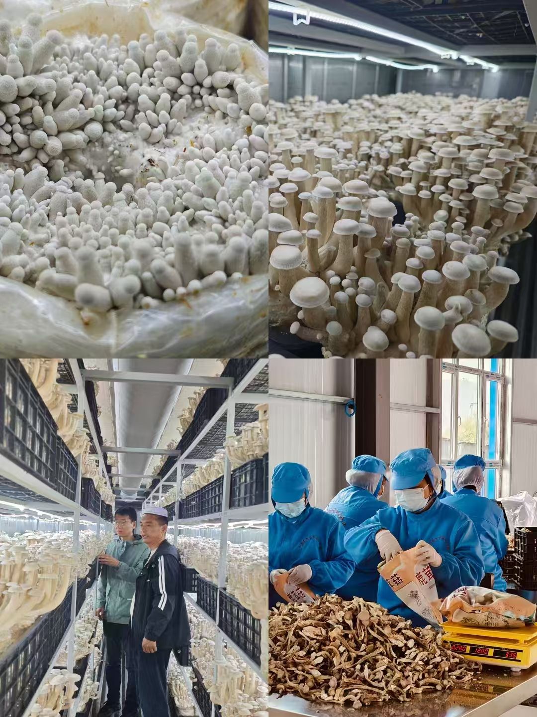 舱内鹿茸菇出菇与采收分装