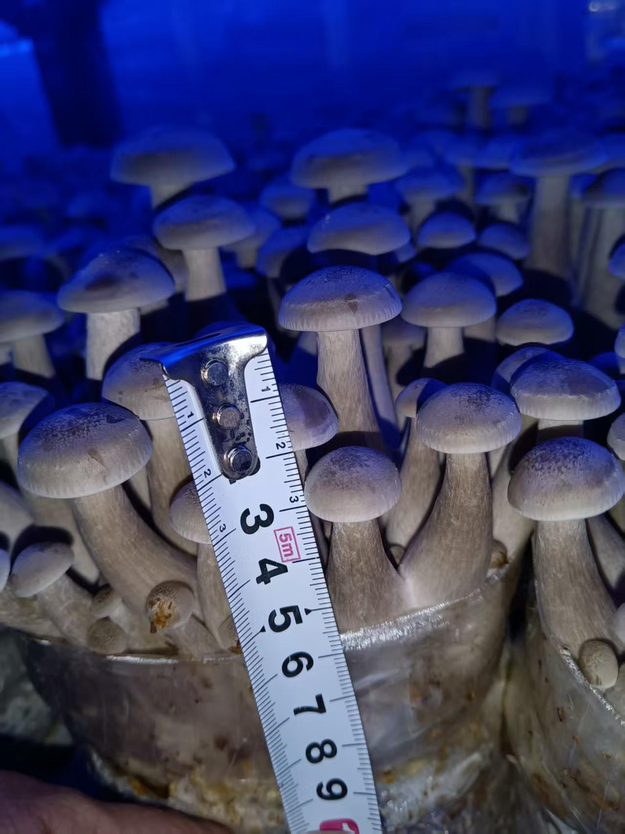 出菇品相实测:规格均一,品控有标准