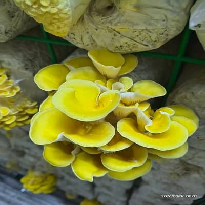 移动式智慧菌菇空间站