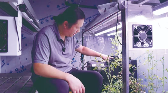 金华集装箱智慧舱实现灵芝高密度栽培,单舱年产干灵芝1.4吨