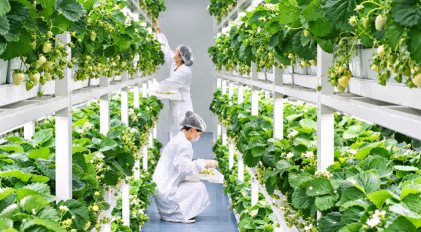 动态二|武汉公布数智垂直植物工厂案例,智慧种植拓展作物应用