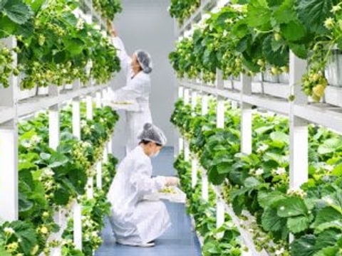 武汉公布数智垂直植物工厂案例,智慧种植拓展作物应用